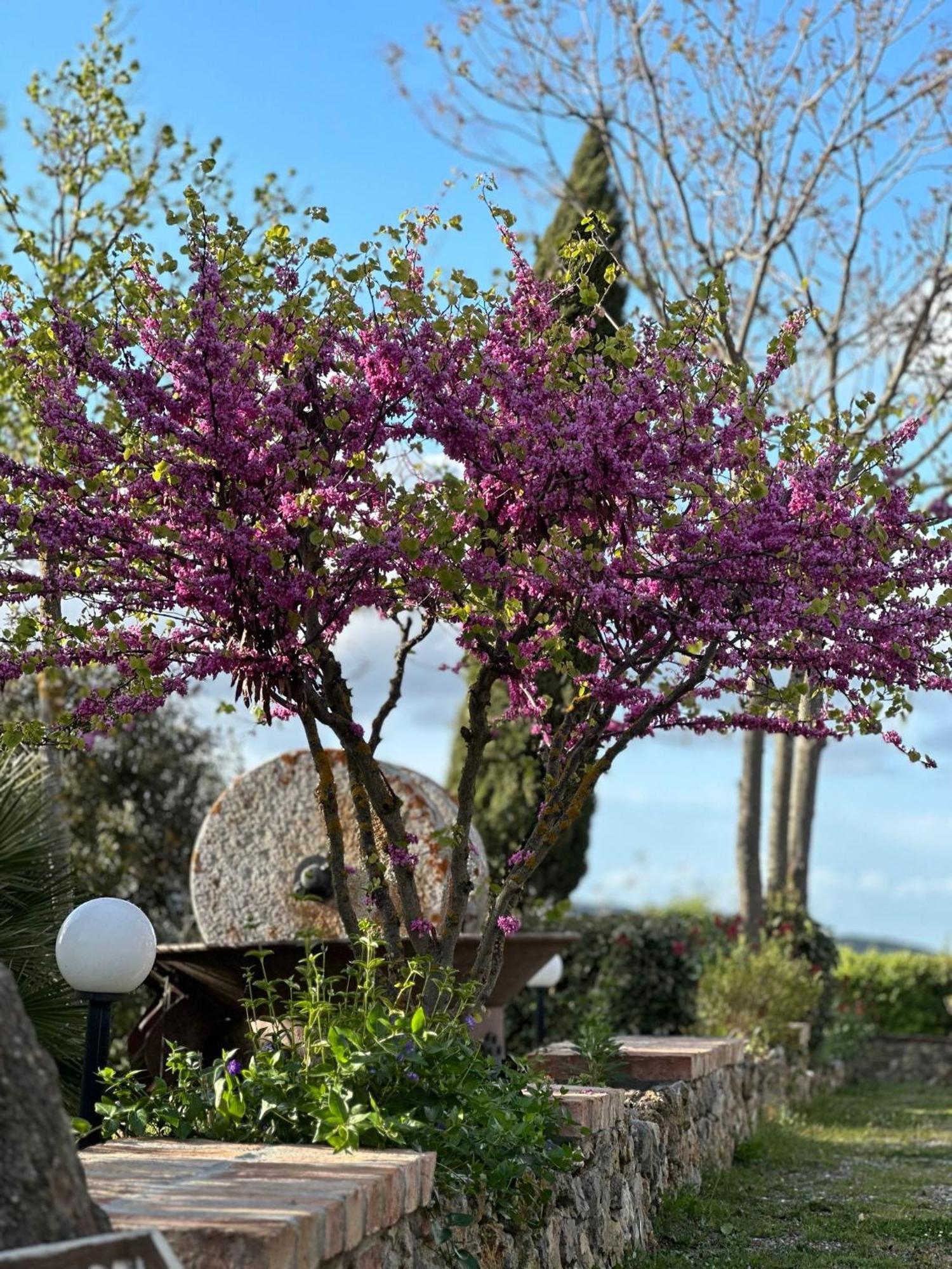 Antico Borgo Il Cardino Bed & Breakfast San Gimignano Dış mekan fotoğraf